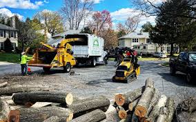 Trusted Rio Communities, NM Tree Services Experts